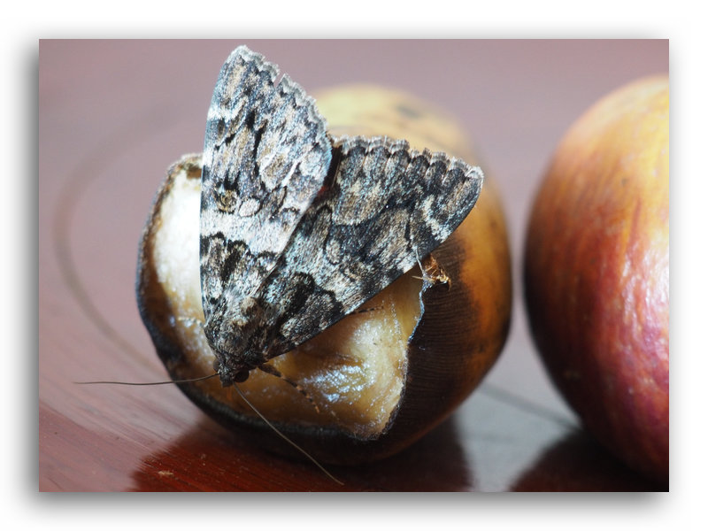 papillon nocturne profitant d'une banane coupée pour se gorger de sucre
