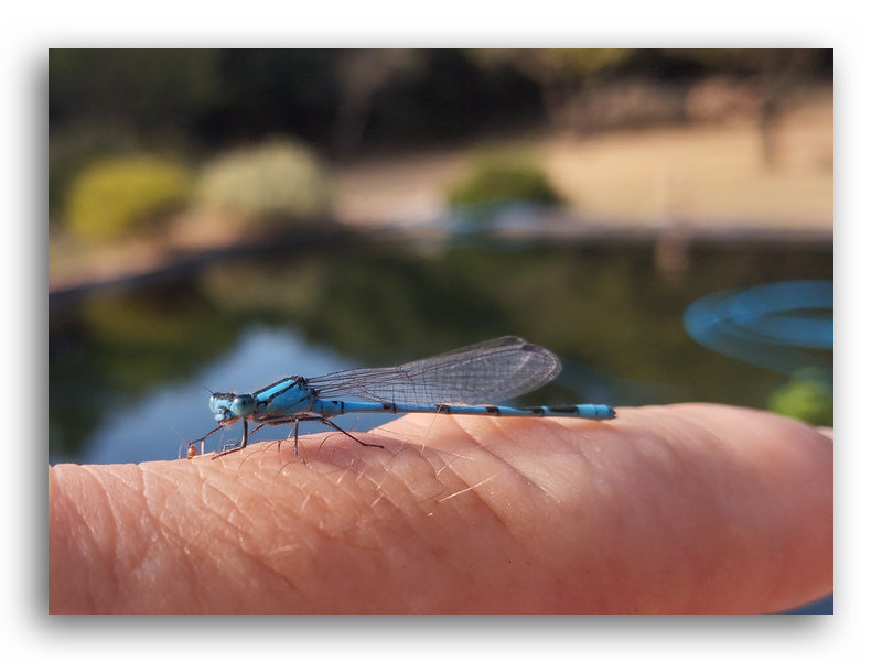 un agrion posé sur le doigt du photographe