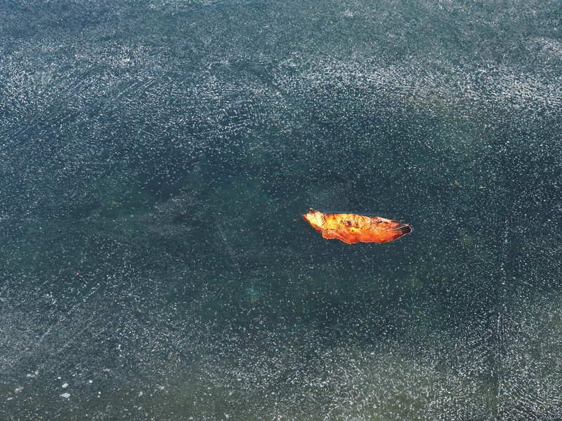 graphisme de glace sur feuille dorée prise dans la glace