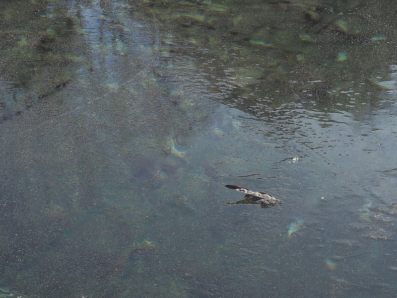 graphisme de glace sur bassin
