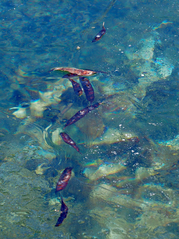 caravane de gousses des arbres de Judée prise dans la glace du bassin