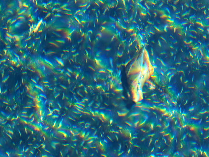 couleurs spectrales sur feuille en fond de bassin