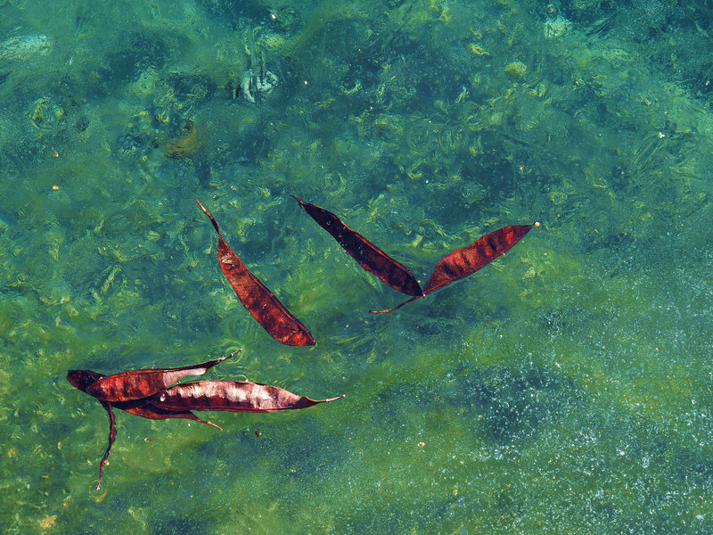 caravane de gousses des arbres de Judée prise dans la glace du bassin