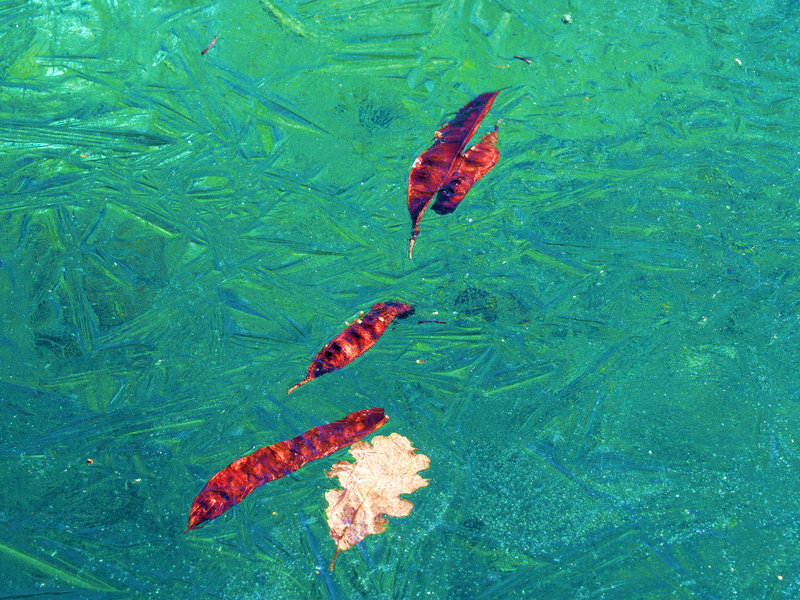 caravane de gousse des arbres de judée prise dans la glace du bassin
