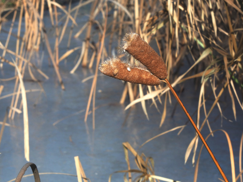 roseau avec fruit double