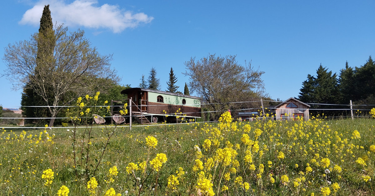 la roulotte sur fond de fleurs jaunes de moutarde des champs